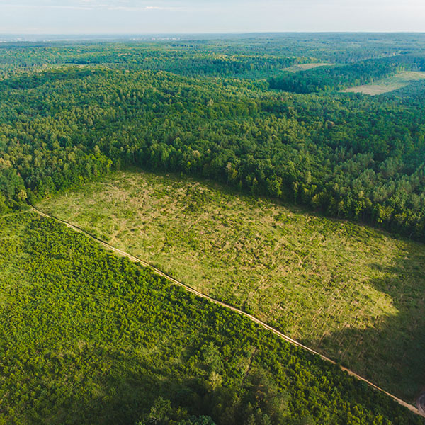Le politiche forestali del Carbon Institute
