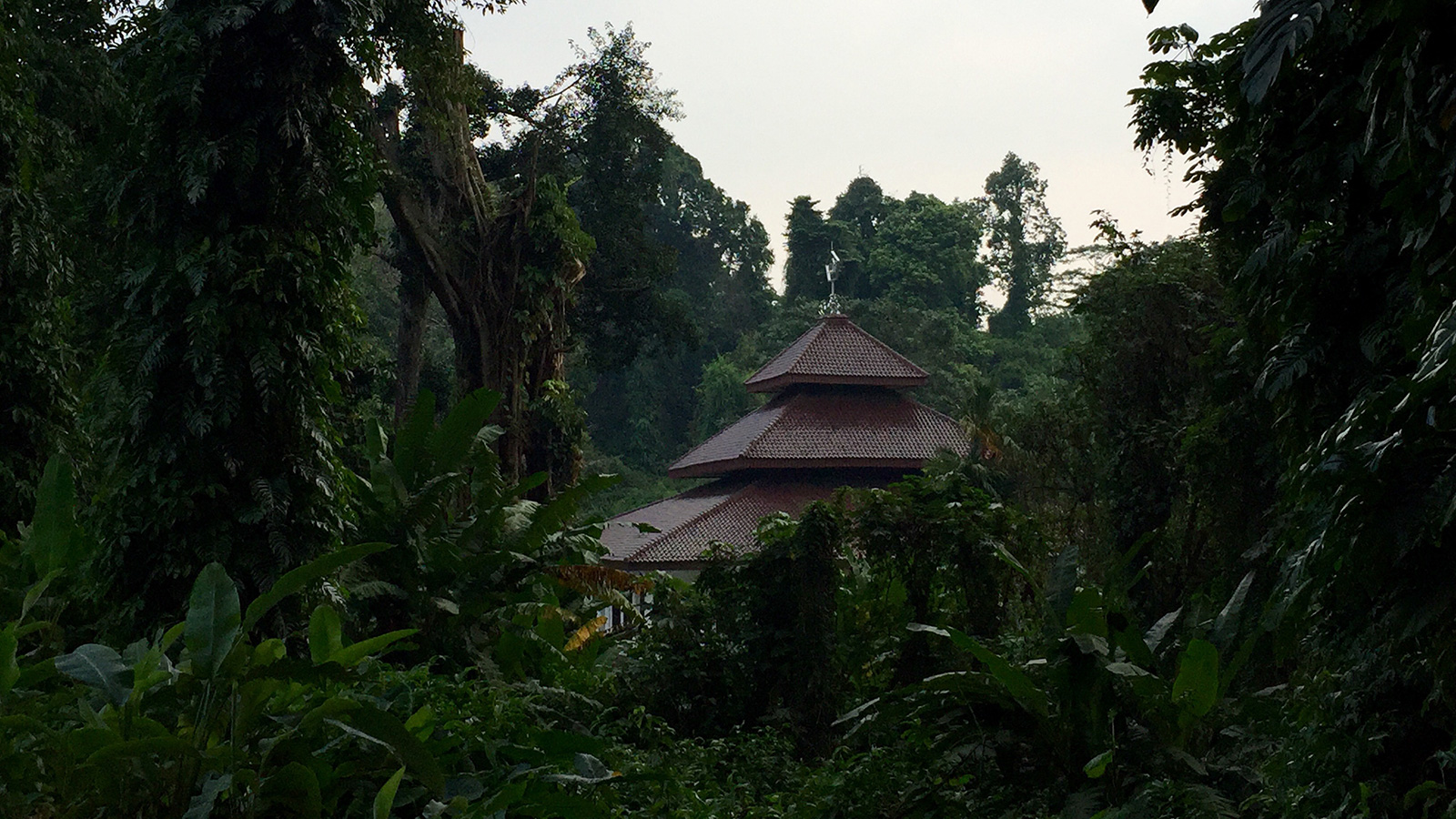 Cabeçalho Florestal do Instituto do Carbono na Indonésia