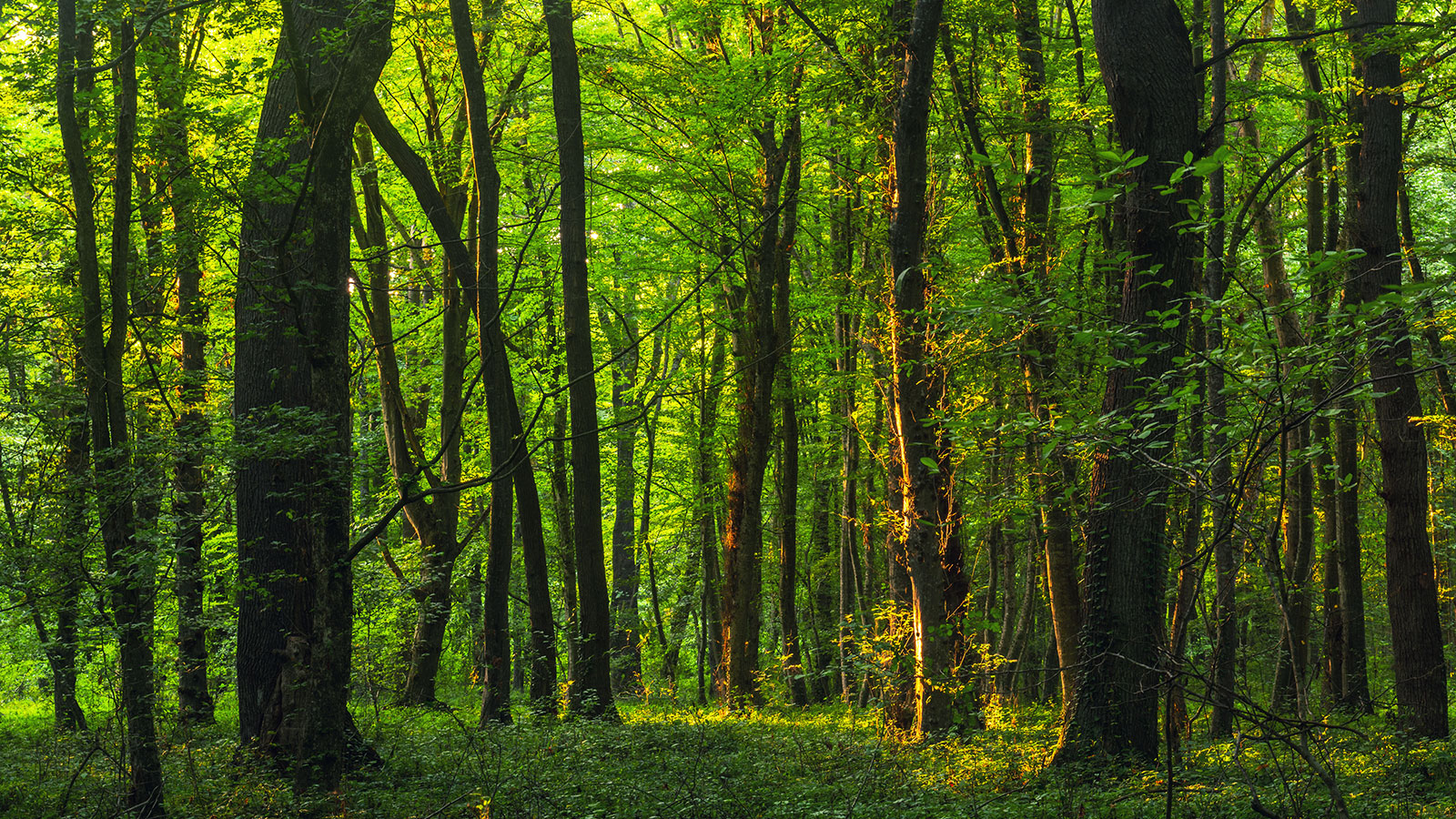The Carbon Institute Forests Header